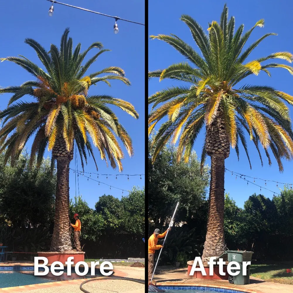 Expert yard maintenance in Gilroy, CA - Safe & Care Tree Service