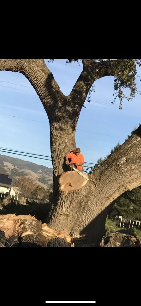 Trusted yard maintenance in Gilroy, CA - Safe & Care Tree Service