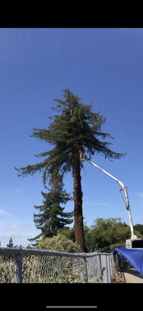 Trusted outdoor landscaping for residential properties across Gilroy, CA - Safe & Care Tree Service