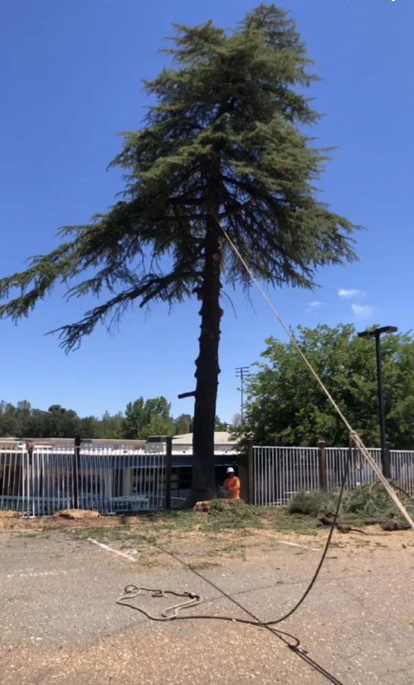 Reliable lawn care service in Gilroy, CA - Safe & Care Tree Service