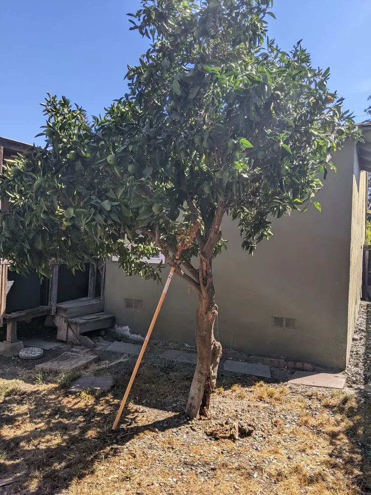 Custom landscaping services for beautiful yards in Gilroy, CA by Safe & Care Tree Service