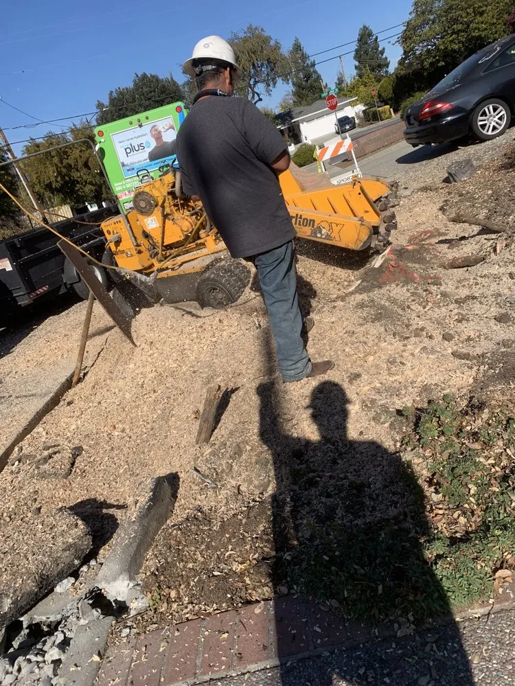 Custom landscape design for homes in Gilroy, CA by Safe & Care Tree Service