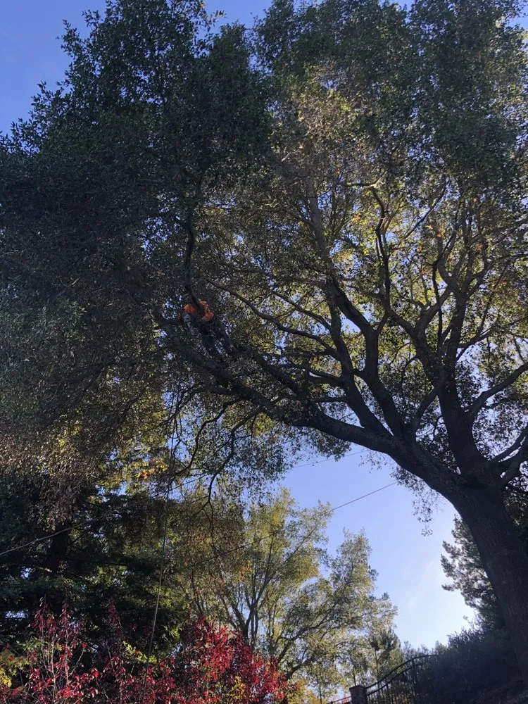Professional outdoor landscaping for homes in Gilroy, CA by Safe & Care Tree Service