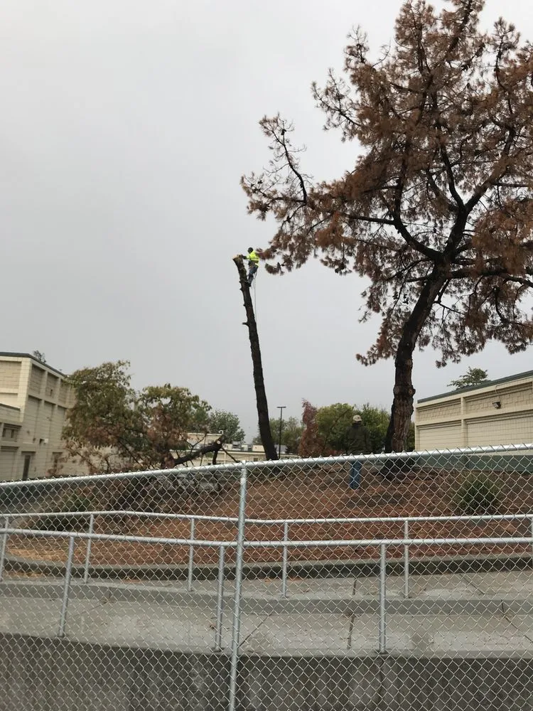 Local garden landscaping in Gilroy, CA - Safe & Care Tree Service