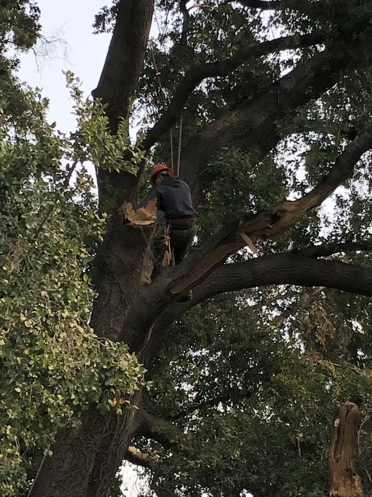 Professional lawn care service for residential properties in Gilroy, CA by Safe & Care Tree Service