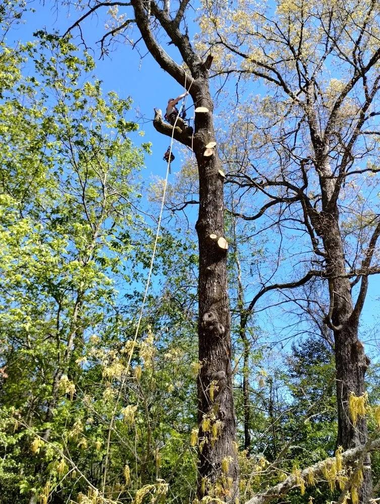 Custom lawn care service experts serving Hot Springs Village, AR - Safley Prestige Home Services