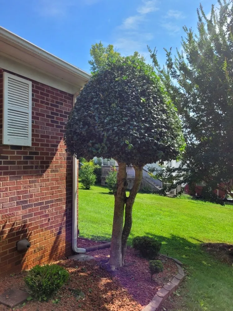 Professional outdoor landscaping in Elkin, NC - Safrit's Lawn And Home