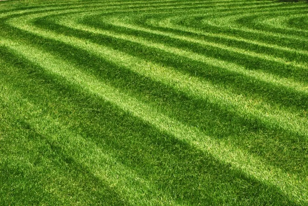Professional yard maintenance for year-round maintenance across Sagamore Beach, MA - Sagamore Turf and Tree