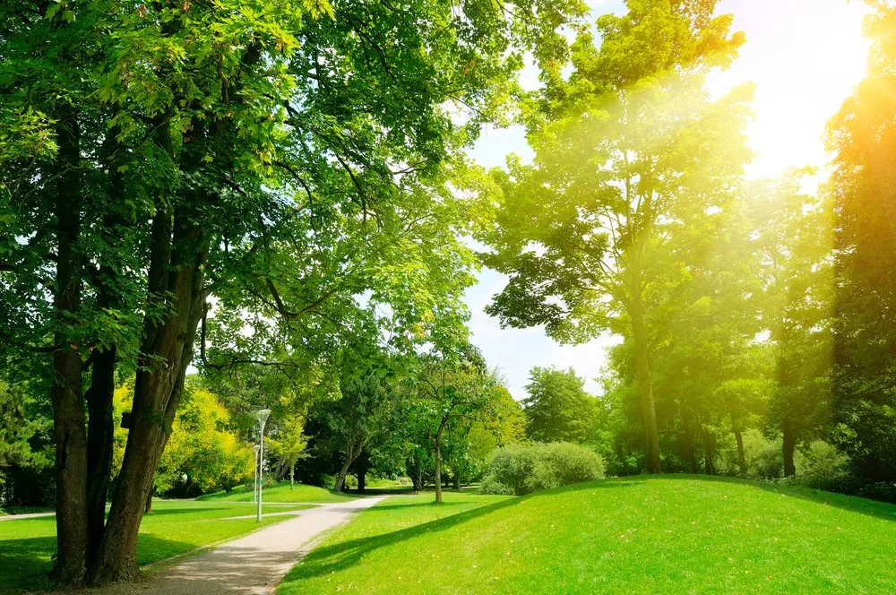 Reliable landscaping services for beautiful yards in Sagamore Beach, MA by Sagamore Turf and Tree