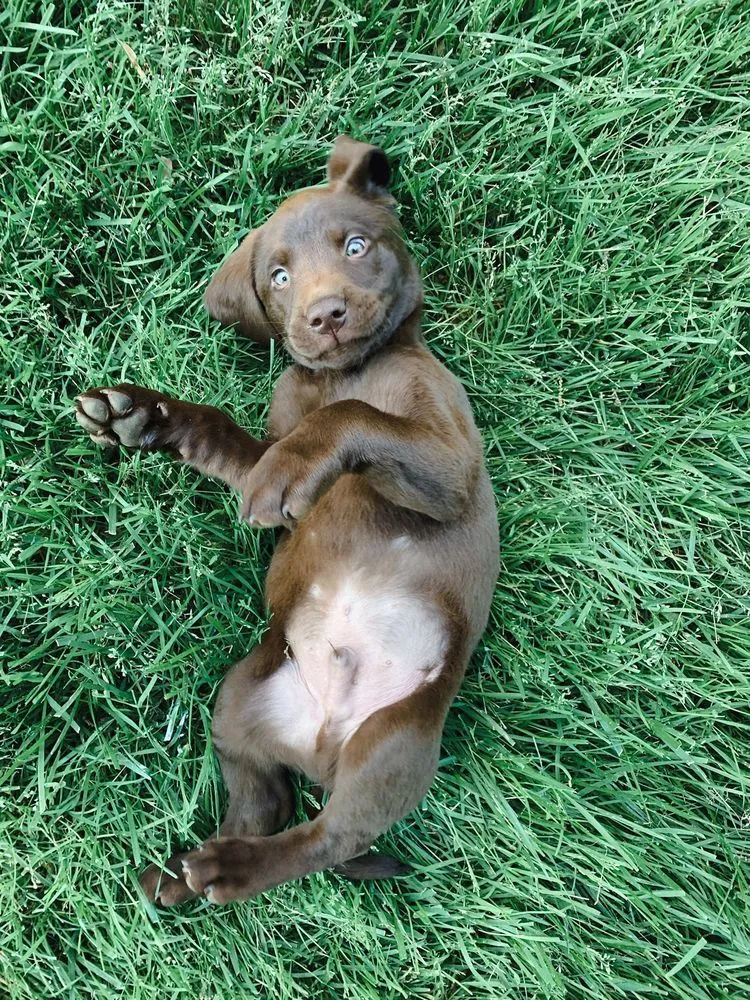 Professional lawn care service with custom design across Lillington, NC - Sage & Co Lawn Care