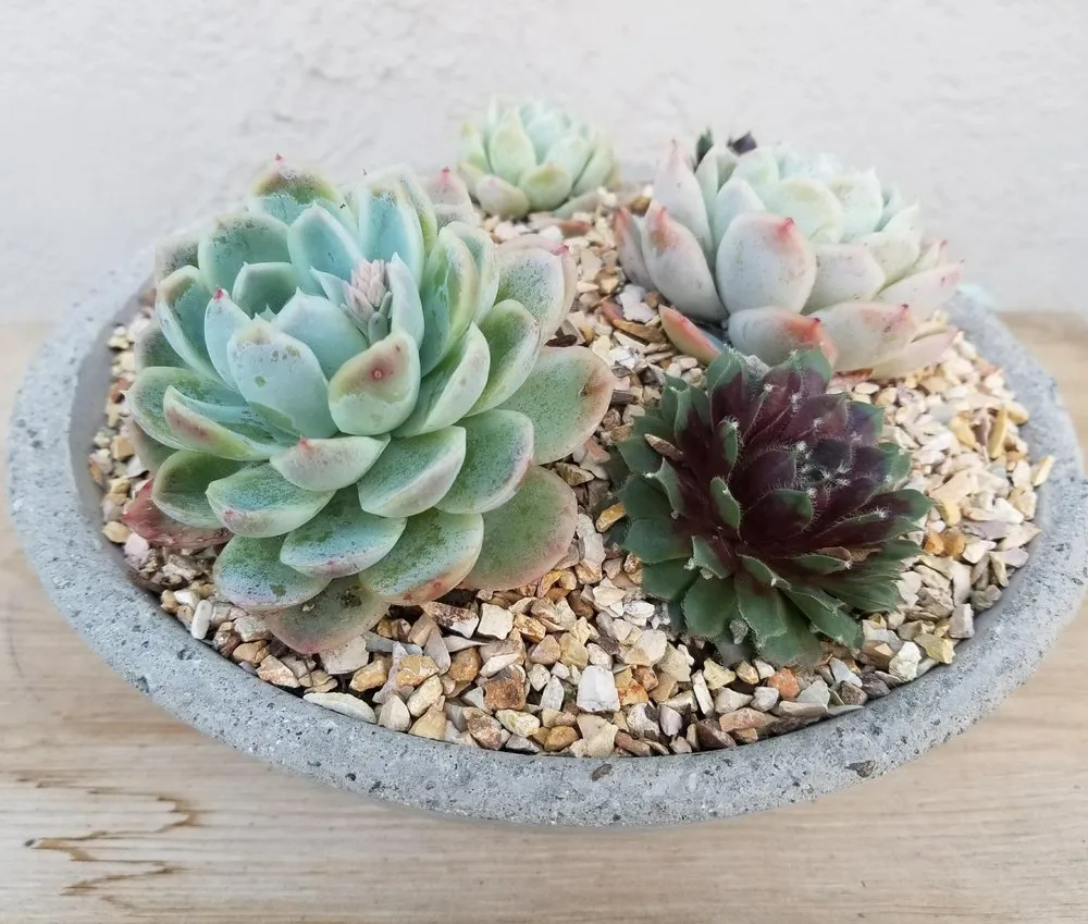 Affordable garden landscaping in Davis, CA by Sage + Ivy Design Co