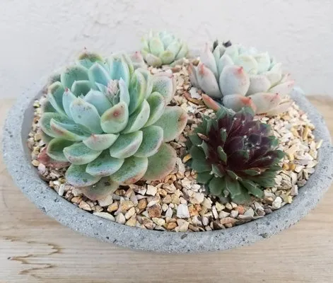 Sage + Ivy Design Co Logo