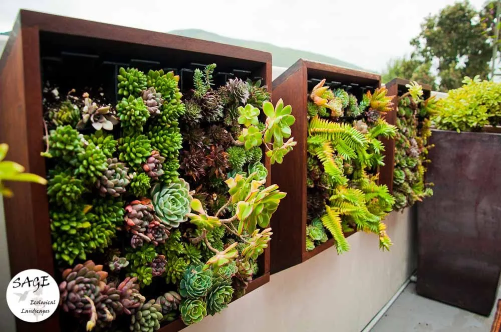 Local residential landscaping in Los Osos, CA by Sage Ecological Landscapes