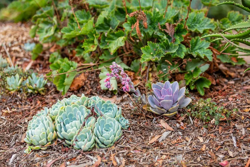 Local landscape installation for homes across Los Osos, CA - Sage Ecological Landscapes