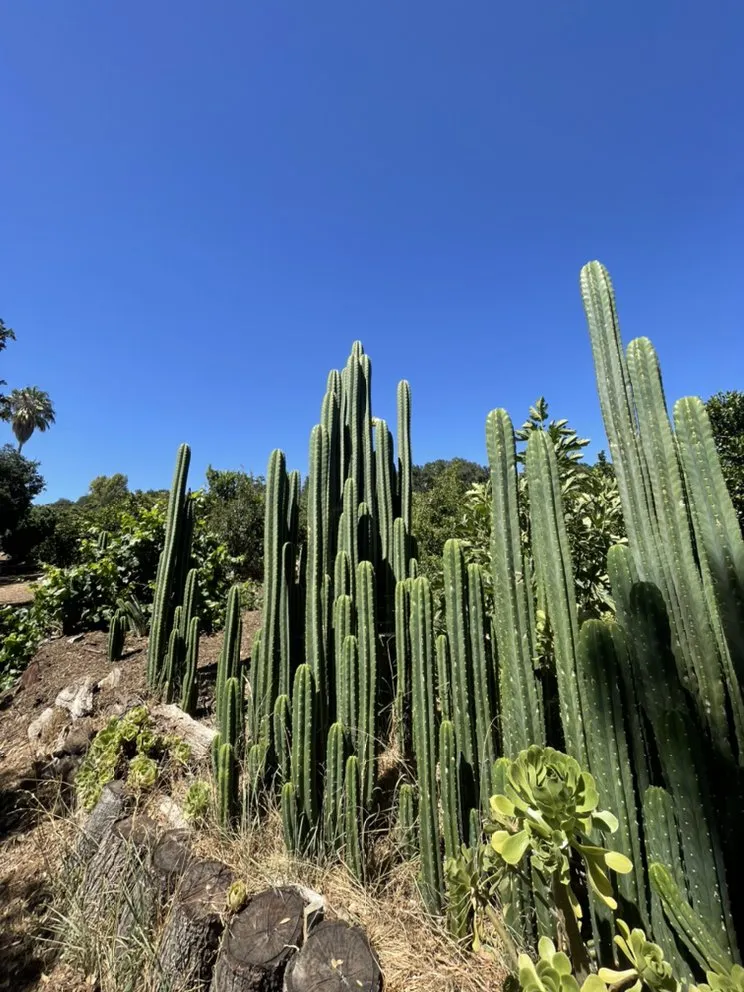 Trusted lawn mowing service in Ojai, CA - Sage Estate Management