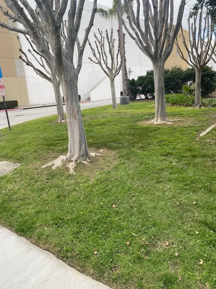 Reliable residential landscaping for beautiful yards in Perris, CA by Sage Landcrafters