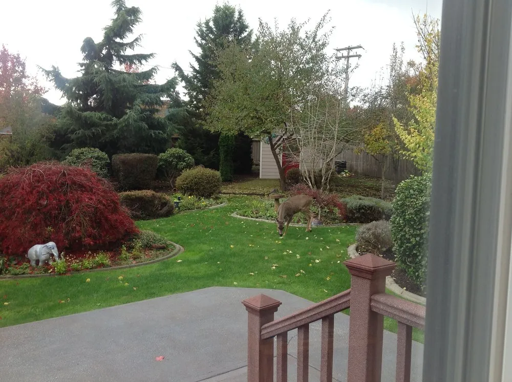 Custom yard maintenance for year-round maintenance in Olympia, WA by Sage Landscape Maintenance