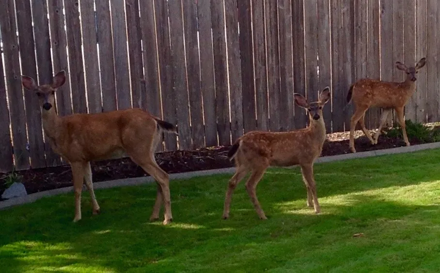 Expert yard maintenance for residential properties across Olympia, WA - Sage Landscape Maintenance