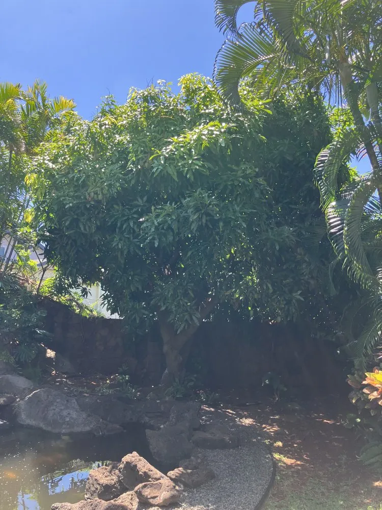 Reliable lawn care service in Waianae, HI - Sage Landscaping