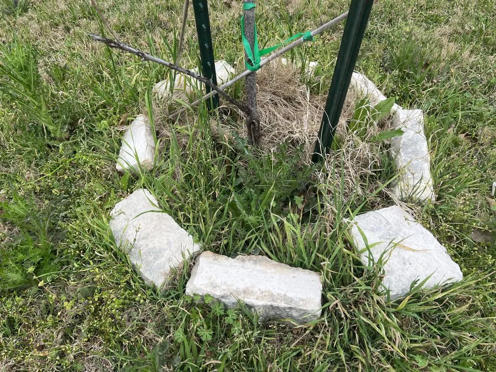 Trusted yard maintenance in Leander, TX by Sage Outdoor Services