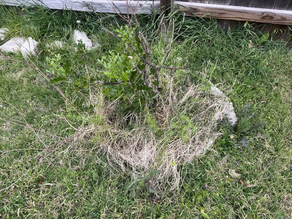 Custom landscaping services for beautiful yards across Leander, TX - Sage Outdoor Services