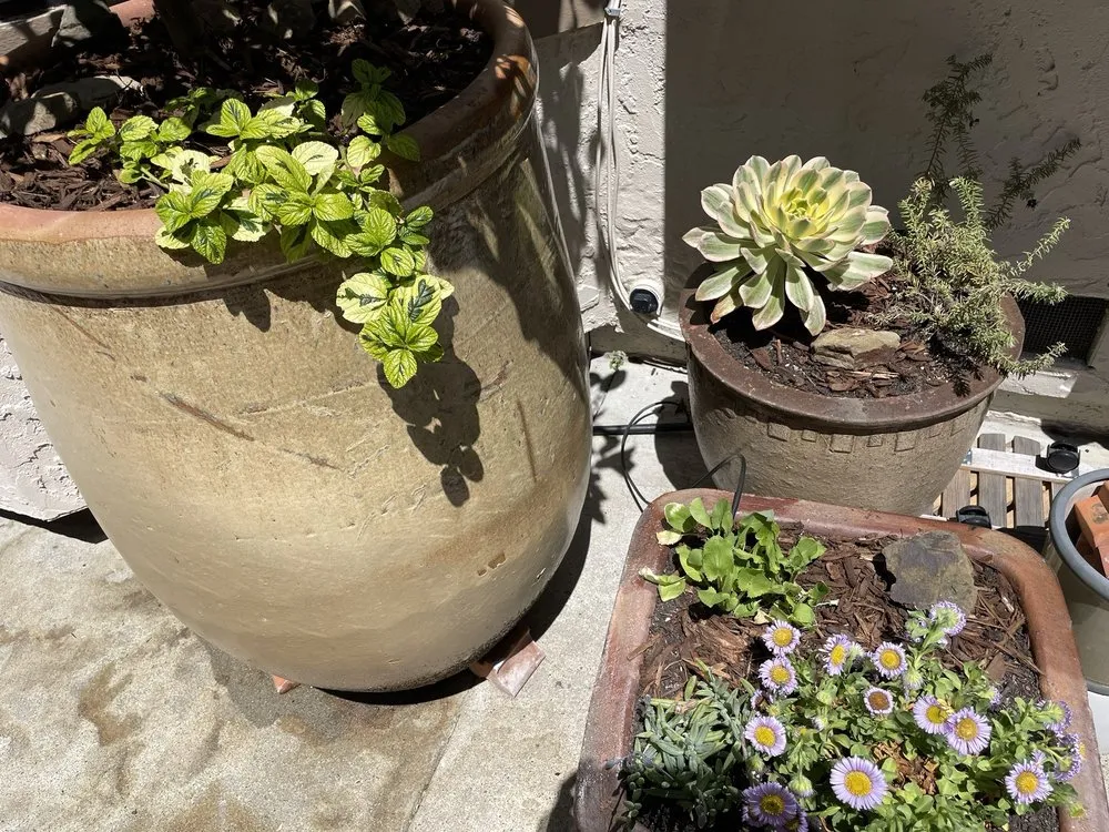 Reliable lawn mowing service in Redwood City, CA by Sagebrush Garden Design