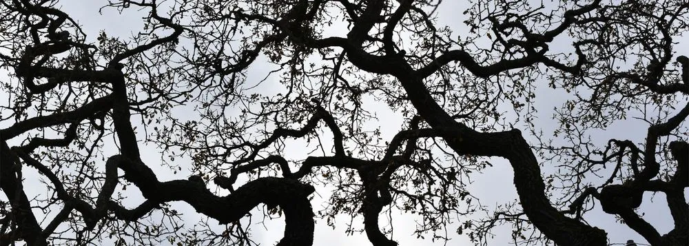 Professional lawn mowing service experts serving Redwood City, CA - Sagebrush Garden Design