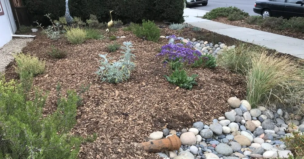 Top-rated yard cleanup service in Redwood City, CA by Sagebrush Garden Design