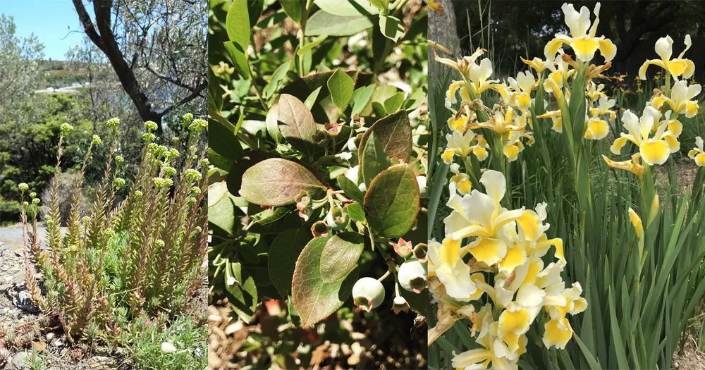 Custom yard cleanup service for residential properties in Redwood City, CA by Sagebrush Garden Design