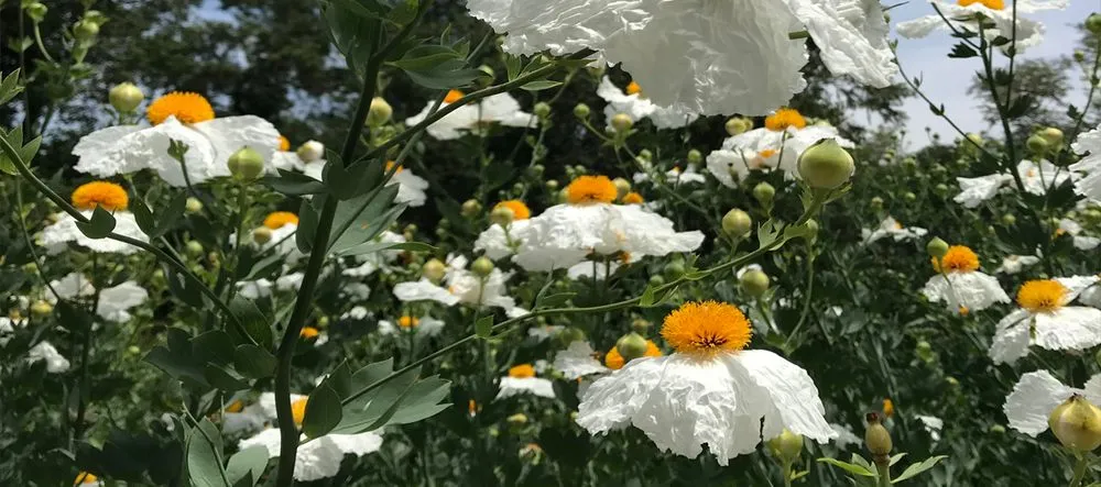 Custom lawn mowing service in Redwood City, CA - Sagebrush Garden Design