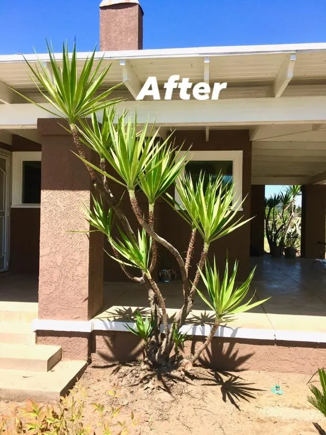Top-rated yard cleanup service for homes in Fresno, CA by Sago Max
