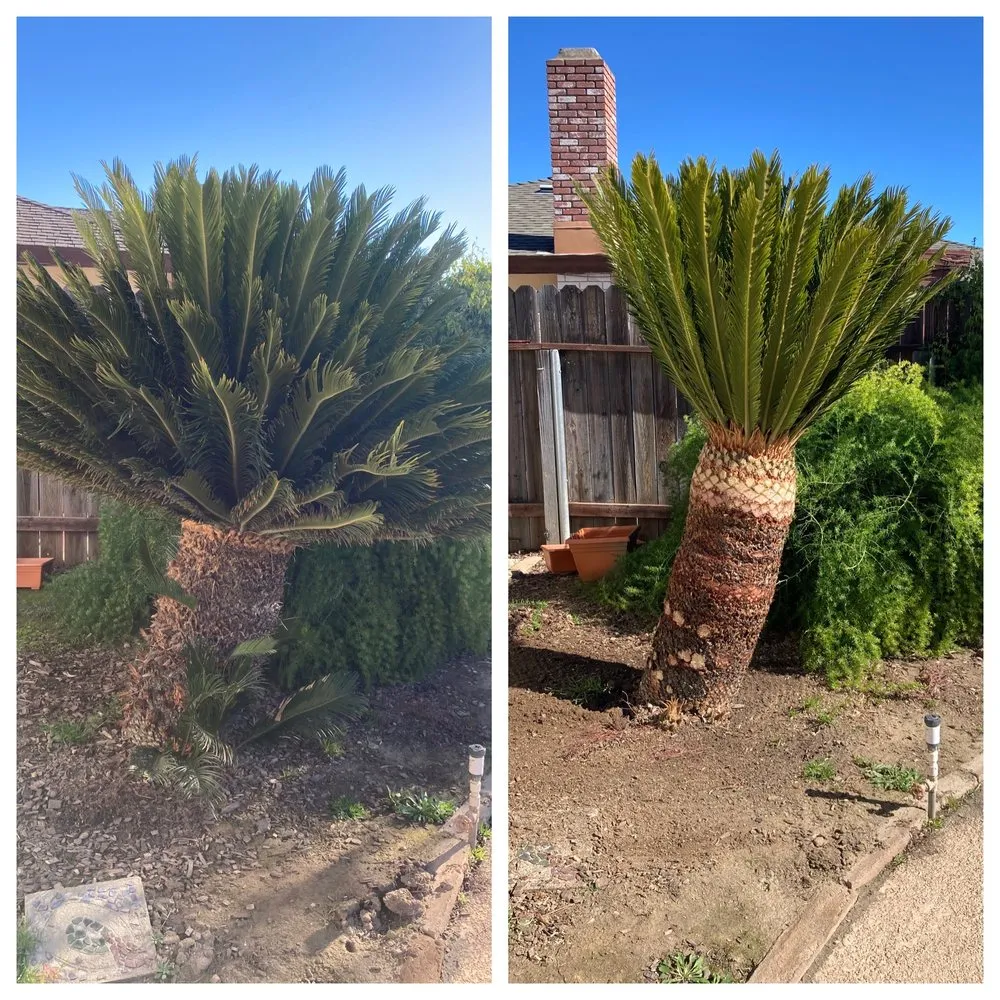 Trusted landscaping services in Fresno, CA by Sago Max