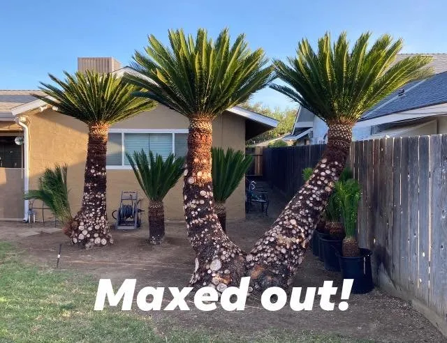 Top-rated lawn care service with custom design across Fresno, CA - Sago Max