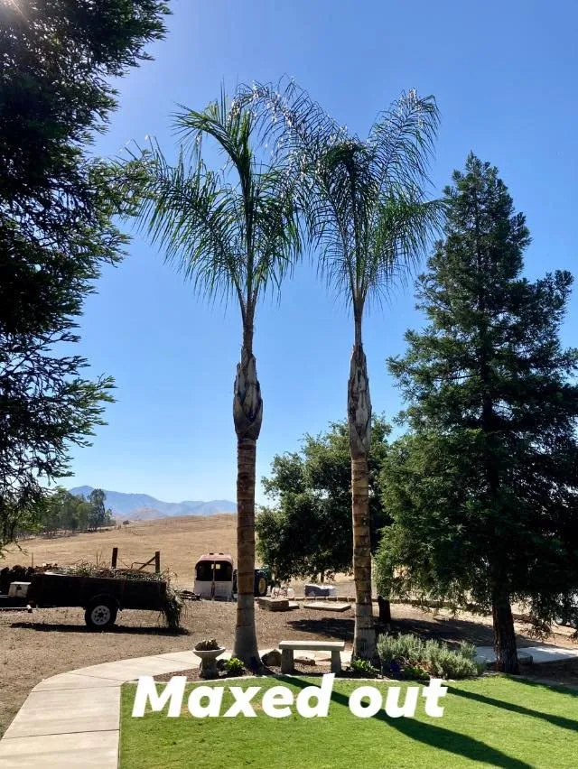 Expert landscaping services in Fresno, CA by Sago Max