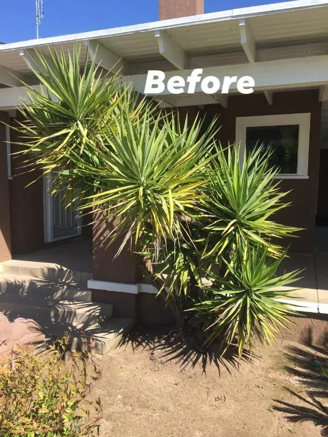 Affordable yard cleanup service for homes across Fresno, CA - Sago Max