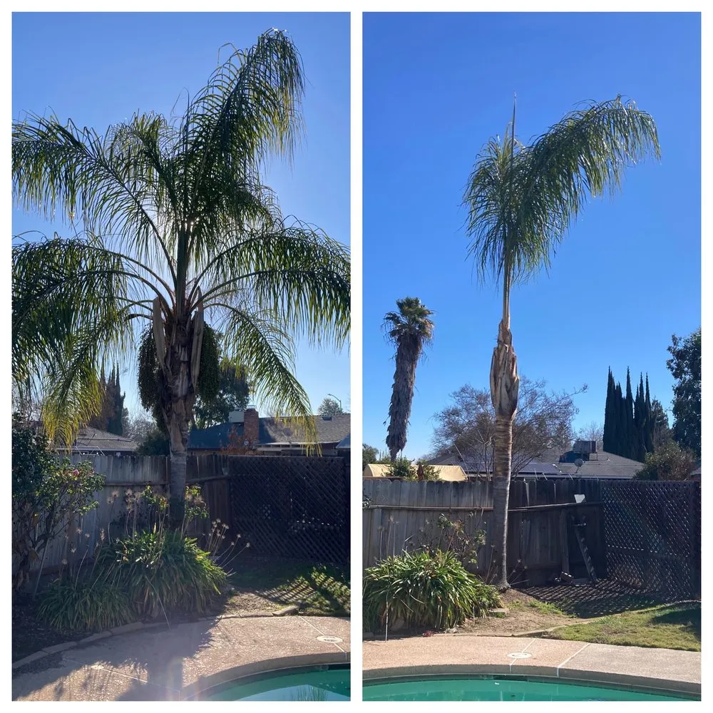 Expert yard maintenance for outdoor upgrades in Fresno, CA by Sago Max