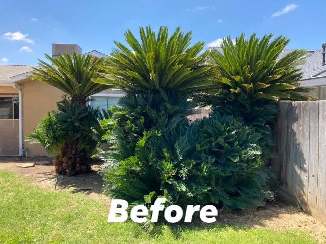 Expert garden landscaping in Fresno, CA - Sago Max