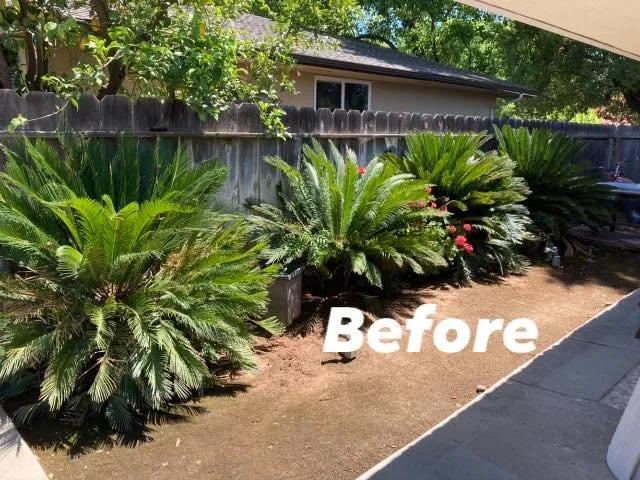 Trusted yard maintenance in Fresno, CA - Sago Max