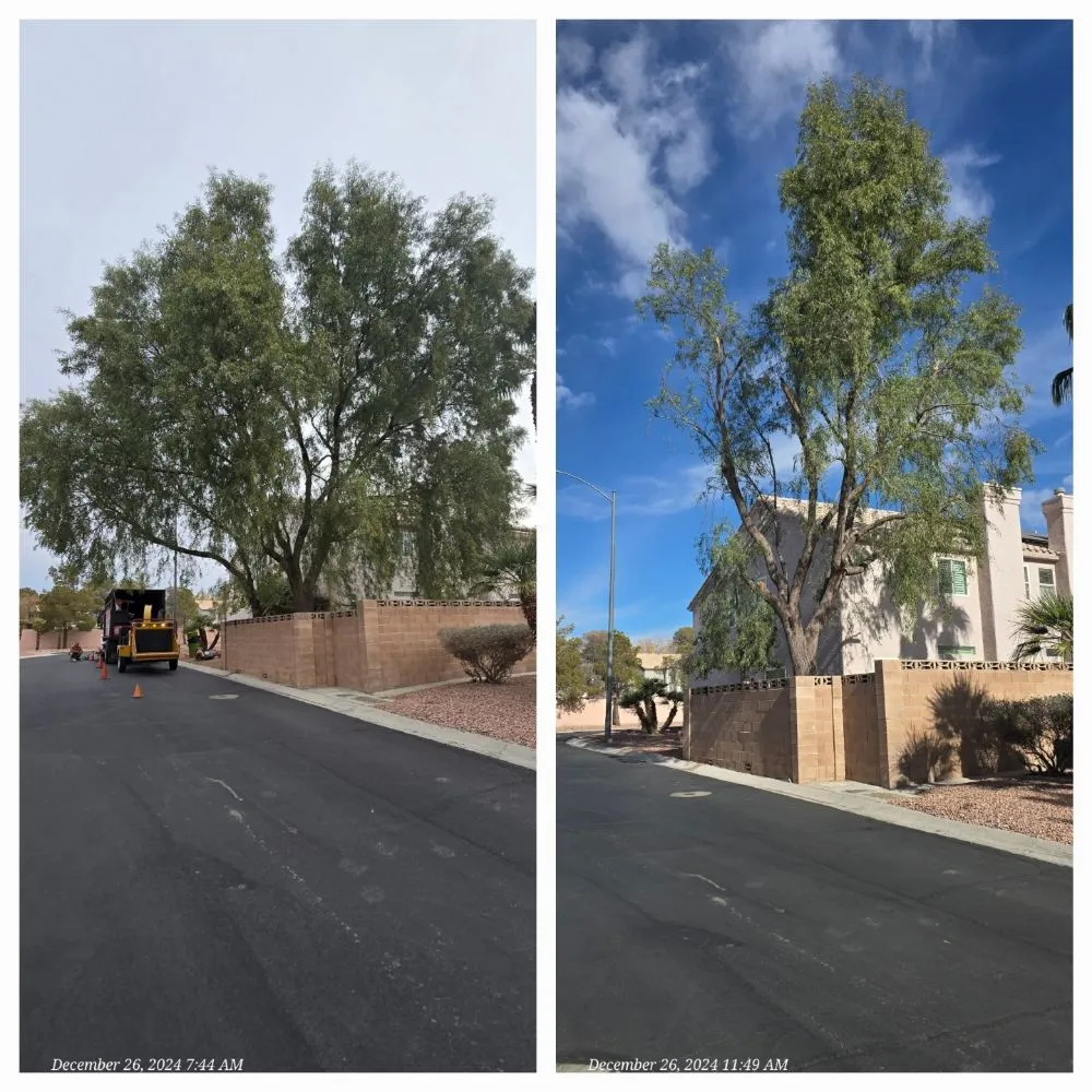 Top-rated yard cleanup service in North Las Vegas, NV - Sagos Landscape Tree Service