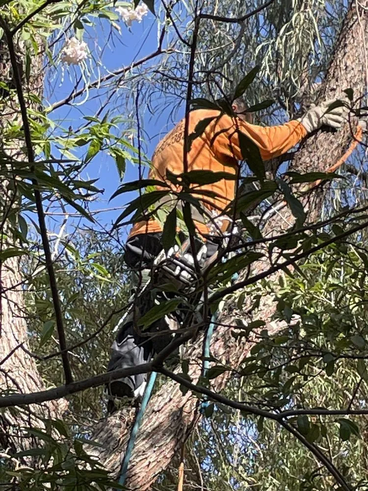 Professional lawn care service for homes in North Las Vegas, NV by Sagos Landscape Tree Service