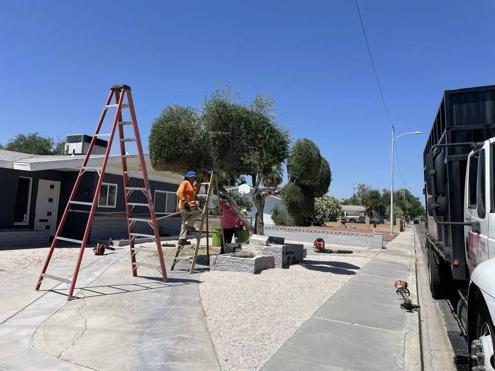 Top-rated yard maintenance near you across North Las Vegas, NV - Sagos Landscape Tree Service