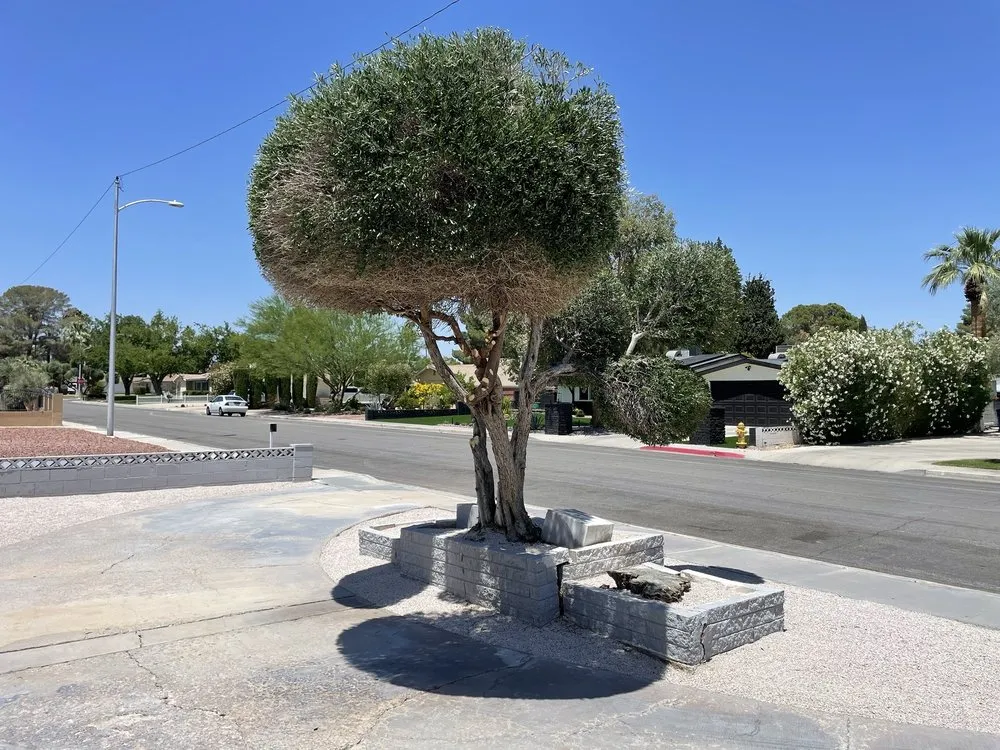 Custom outdoor landscaping for homes across North Las Vegas, NV - Sagos Landscape Tree Service