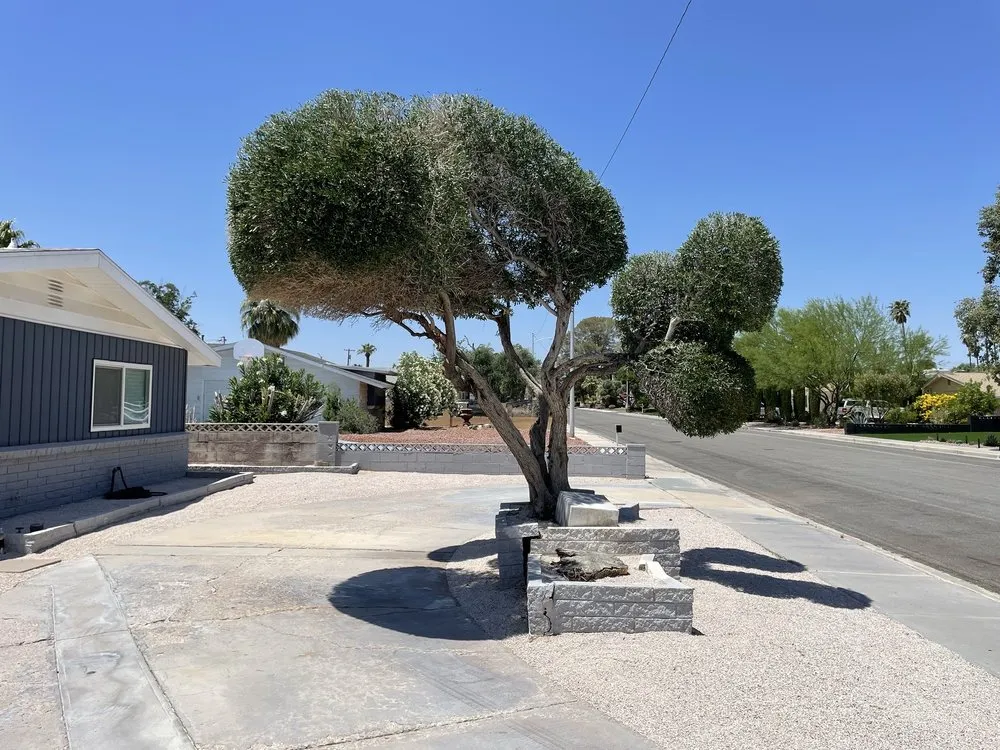 Trusted outdoor landscaping for residential properties in North Las Vegas, NV by Sagos Landscape Tree Service