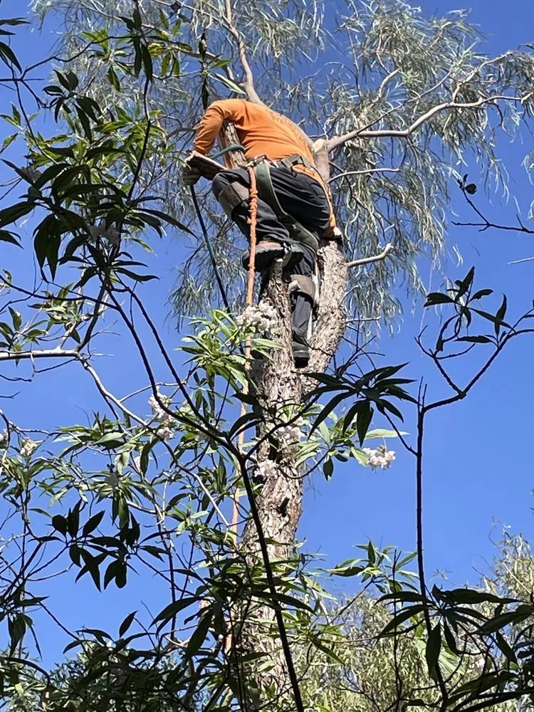 Reliable yard maintenance for residential properties across North Las Vegas, NV - Sagos Landscape Tree Service