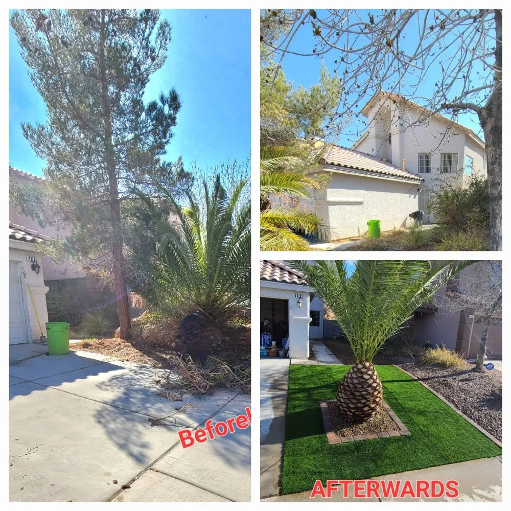 Trusted landscaping services for year-round maintenance across North Las Vegas, NV - Sagos Landscape Tree Service