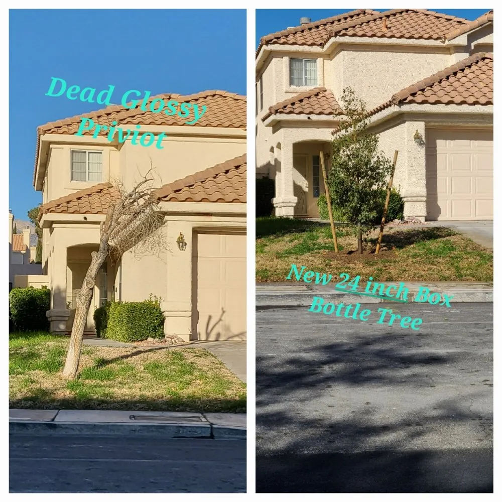 Reliable residential landscaping experts serving North Las Vegas, NV - Sagos Landscape Tree Service