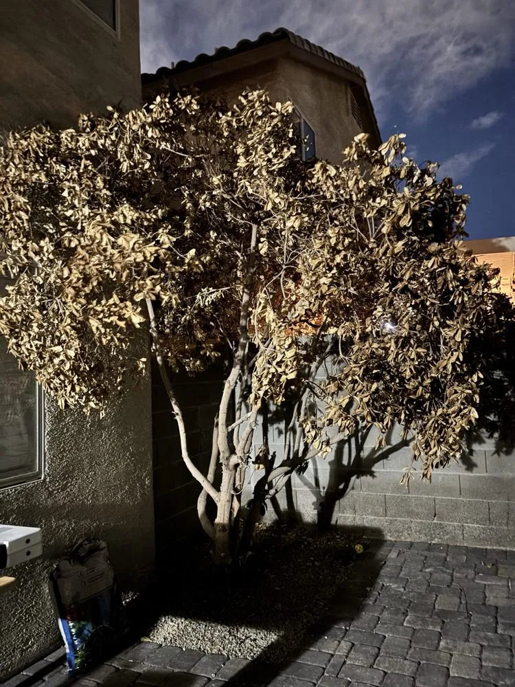 Reliable landscape installation for homes in North Las Vegas, NV by Sagos Landscape Tree Service
