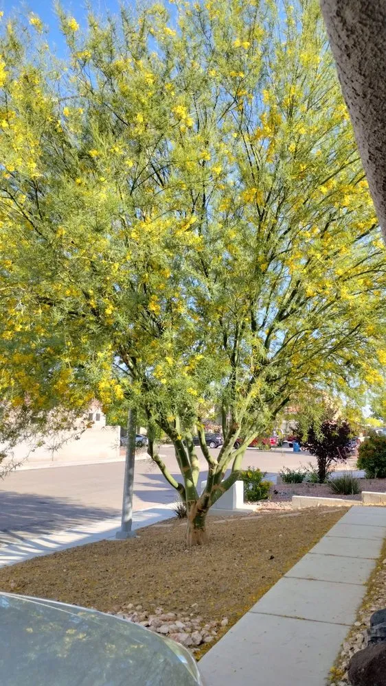 Professional yard maintenance in North Las Vegas, NV - Sagos Landscape Tree Service