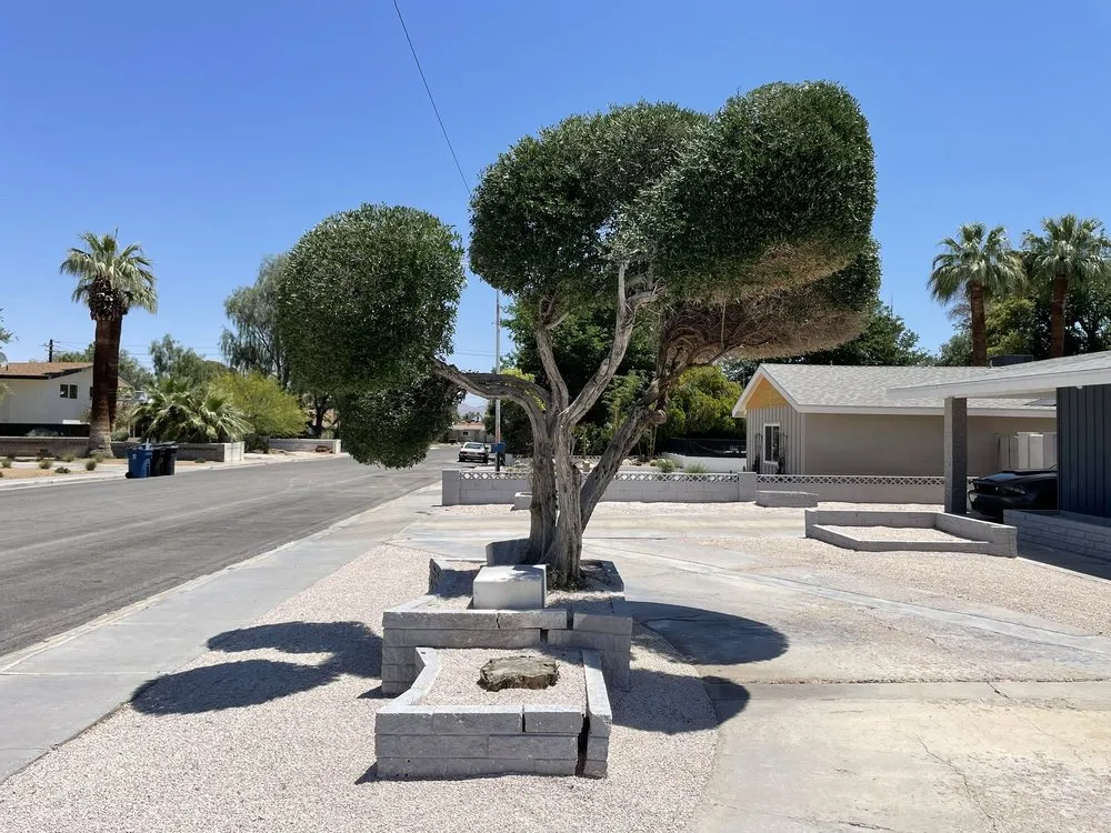 Affordable yard cleanup service in North Las Vegas, NV - Sagos Landscape Tree Service