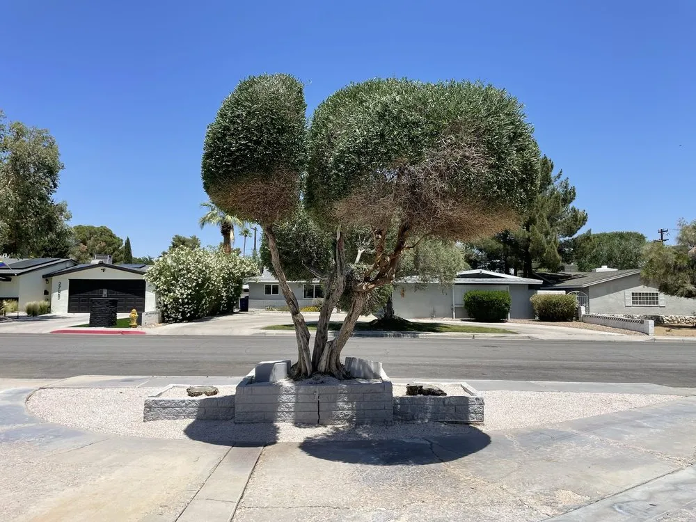 Professional outdoor landscaping for beautiful yards in North Las Vegas, NV by Sagos Landscape Tree Service
